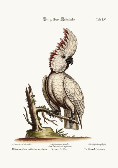 The Greater Cockatoo by George Edwards